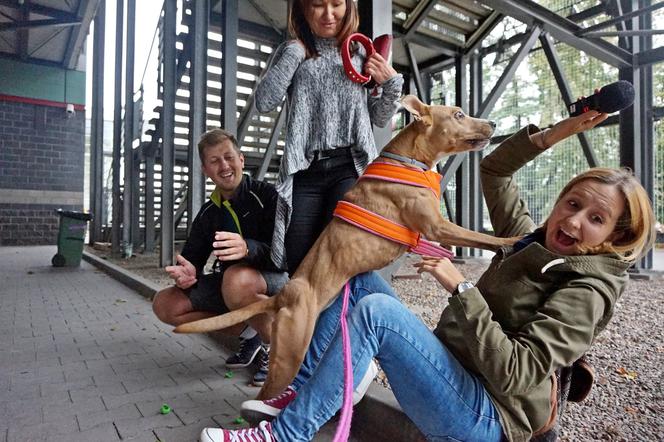 Amstaff Team Łódź - wolontariusze ratują psy i przełamują krzywdzące stereotypy