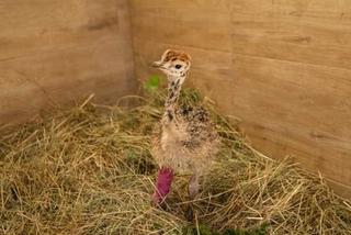 W Fundacji Ada nazywają Tadzia czajnikiem