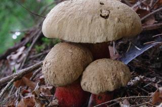 Gorzkoborowik żółtopory