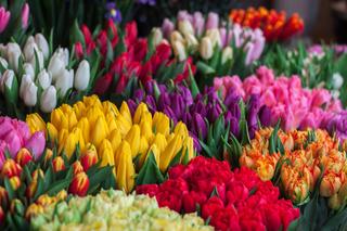 W kwiaciarniach w Iławie praca wre. Jakie kwiaty są teraz popularne w Dniu Kobiet? [AUDIO]