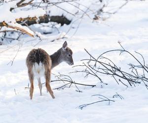 Zima w zoo we Wrocławiu. Zobacz, jak zwierzaki radzą sobie w chłodne dni 