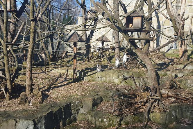 Lemury w łódzkim zoo