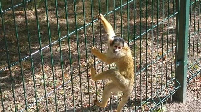 Kapucynka na wolności