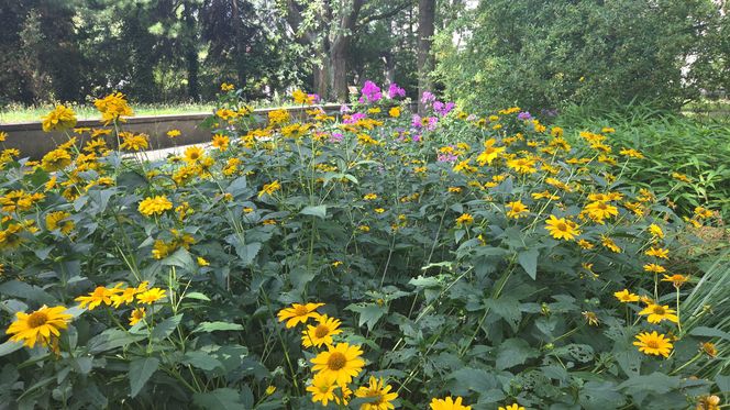 Letni spacer w zielonym sercu Bydgoszczy. Ogród Botaniczny UKW zaprasza!
