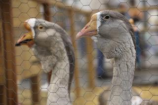 Zoopark 2023 w Lublinie