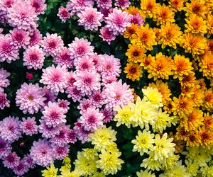 Chryzantemy: kwiaty długiego życia. Lecznicza herbata z chryzantemy