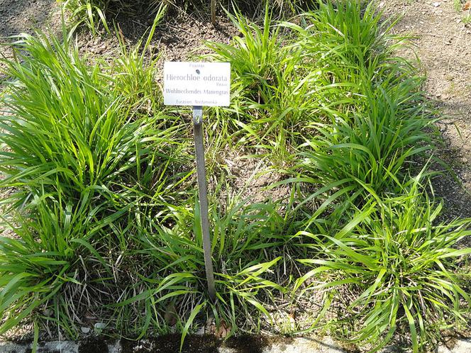 Naturalne sposoby na komary. Sprawdzone domowe sposoby na uciążliwe komary