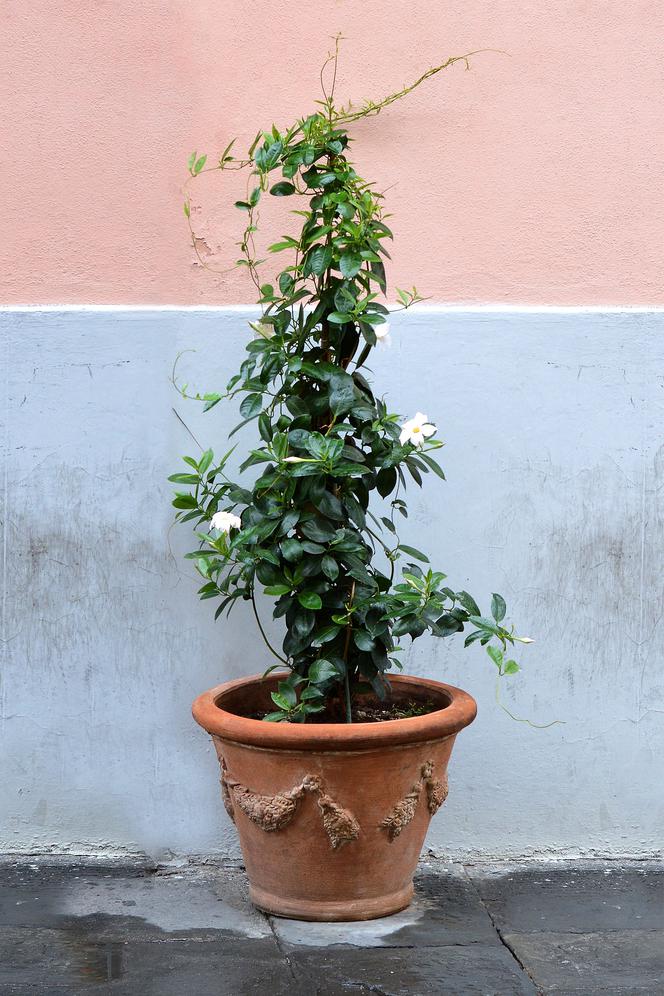 Dipladenia, egzotyczna roślina na balkon