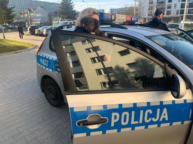 Słupsk: Poli zgubiła się na ulicy. Policja poszukuje właściciela psa