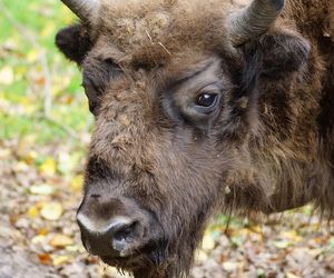 Niesamowite zdarzenie w środku lasu! Tak wyglądało spotkanie samca jelenia z żubrem w Białowieży [WIDEO]