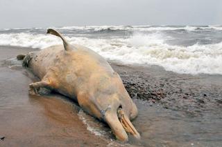 Martwy wieloryb na bałtyckiej plaży