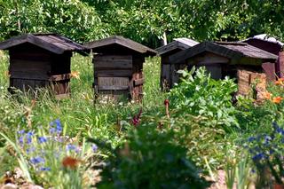 Muzeum Wsi Mazowieckiej - skansen w Sierpcu