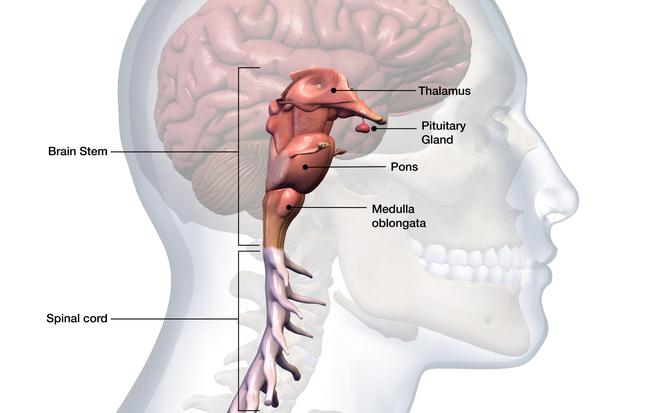 Pień mózgu: budowa, funkcje i choroby. Śmierć pnia mózgu