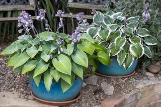 Funkia ogrodowa (Hosta)