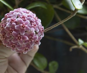 Te 7 roślin przynoszą pecha! Najgorsza jest „roślina biedy”