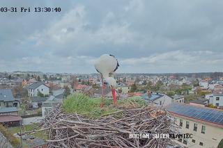 Ostatnie szlify przed założeniem rodziny. Każdy może podejrzeć pracowitego...bociana 