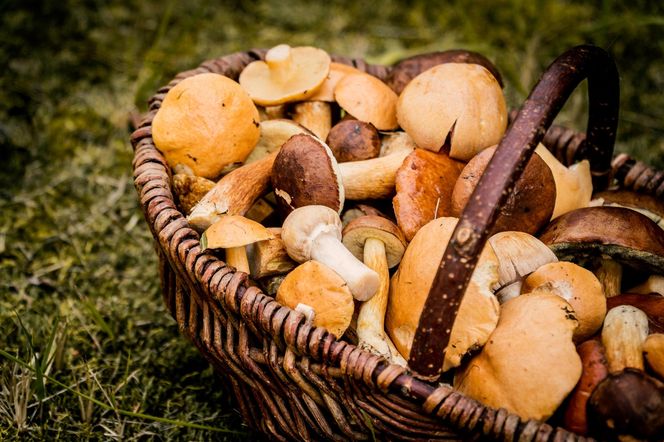 Najzdrowsze grzyby z polskich lasów. Ten jeden działa jak naturalny lek!
