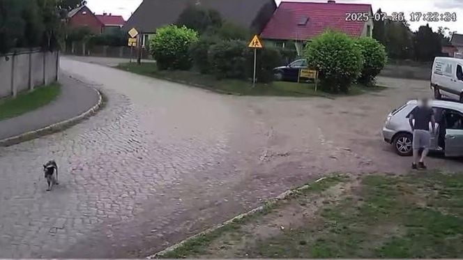 Złapał psa i rzucił nim o ziemię. Wstrząsające nagranie obiegło sieć