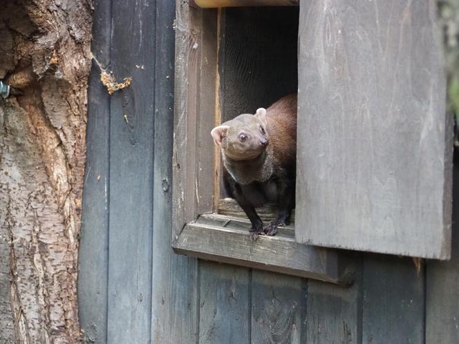 Nowy mieszkaniec warszawskiego zoo. Już niebawem będzie można zobaczyć galidię