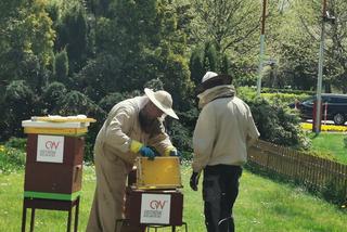 Pszczoły z miejskich uli w Ostrowie już pracują ;)