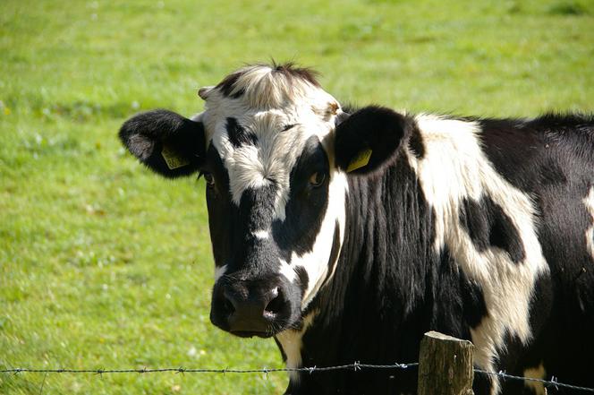 Coraz częstsze kradzieże bydła na Podlasiu! Policja przestrzega rolników