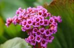 BERGENIA