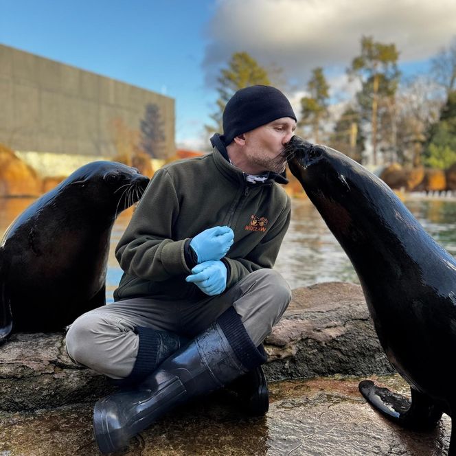 To on ratuje pingwiny przylądkowe. Paweł Borecki z ZOO Wrocław w Afryce