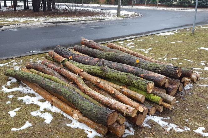 Na osiedlu Rejtana w Lesznie znów wycinane są drzewa. Będą też gdzie indziej [FOTO]