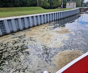 Złota alga zaatakowała Kanał Gliwicki we wrześniu 2025 roku