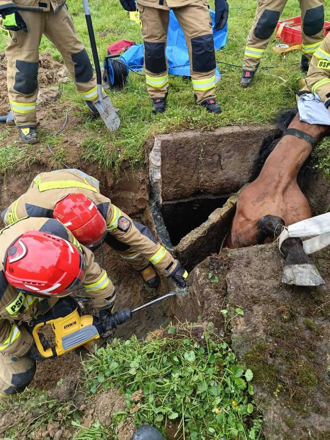 Strażacy ze Skrzyżowa uratowali konia. Zwierzę wpadło do betonowego zbiornika