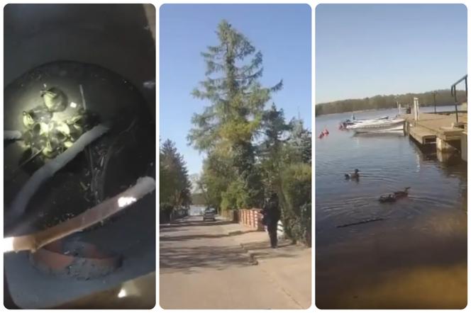 Małe kaczuszki znalazły się w śmiertelnej pułapce. Na ratunek ruszyli szczecineccy strażnicy miejscy