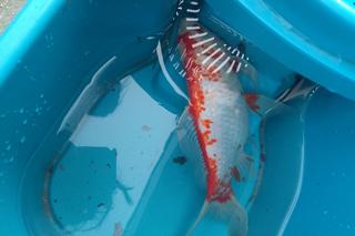 Rybka spadła z nieba