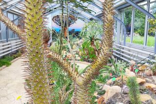 Nowa palmiarnia we Wrocławiu. To będzie wielka atrakcja regionu 