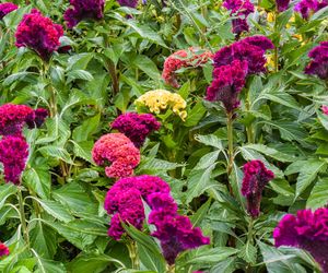 Celozja grzebieniasta - Celosia argentea cristata