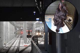 Pies sparaliżował metro w Warszawie. Teraz czeka na opiekuna