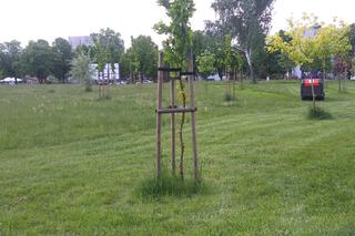 Starachowiczanka w akcji