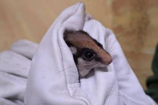 Nowy mieszkaniec poznańskiego zoo