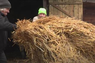Rolnicy. Podlasie. Gienek i Andrzej karmią krowy. Sławek: Widać jaki tu porządek