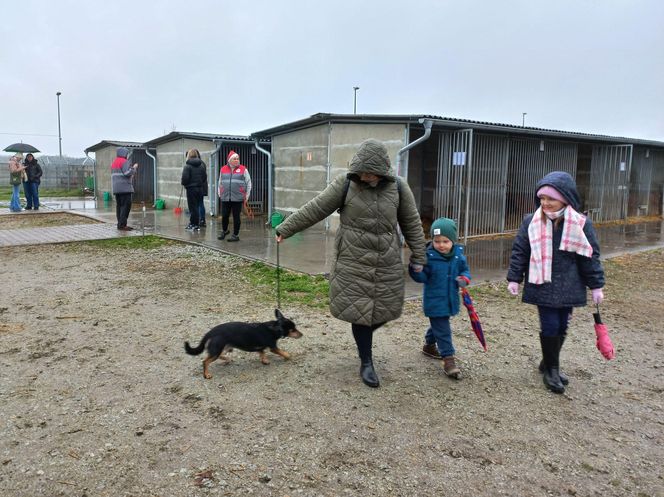 Bieg z seniorkiem - akcja schroniska w Hnerykowie dla podopiecznych psów