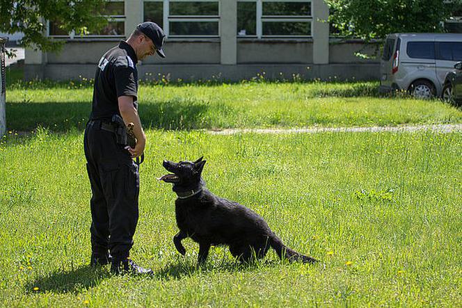 Turniej psów policyjnych w Zaczerniu koło Rzeszowa