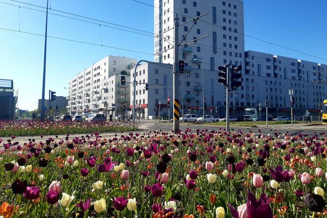 Warszawa jak ogród – Rondo Młociny w wiosennej odsłonie w fioletowej wersji
