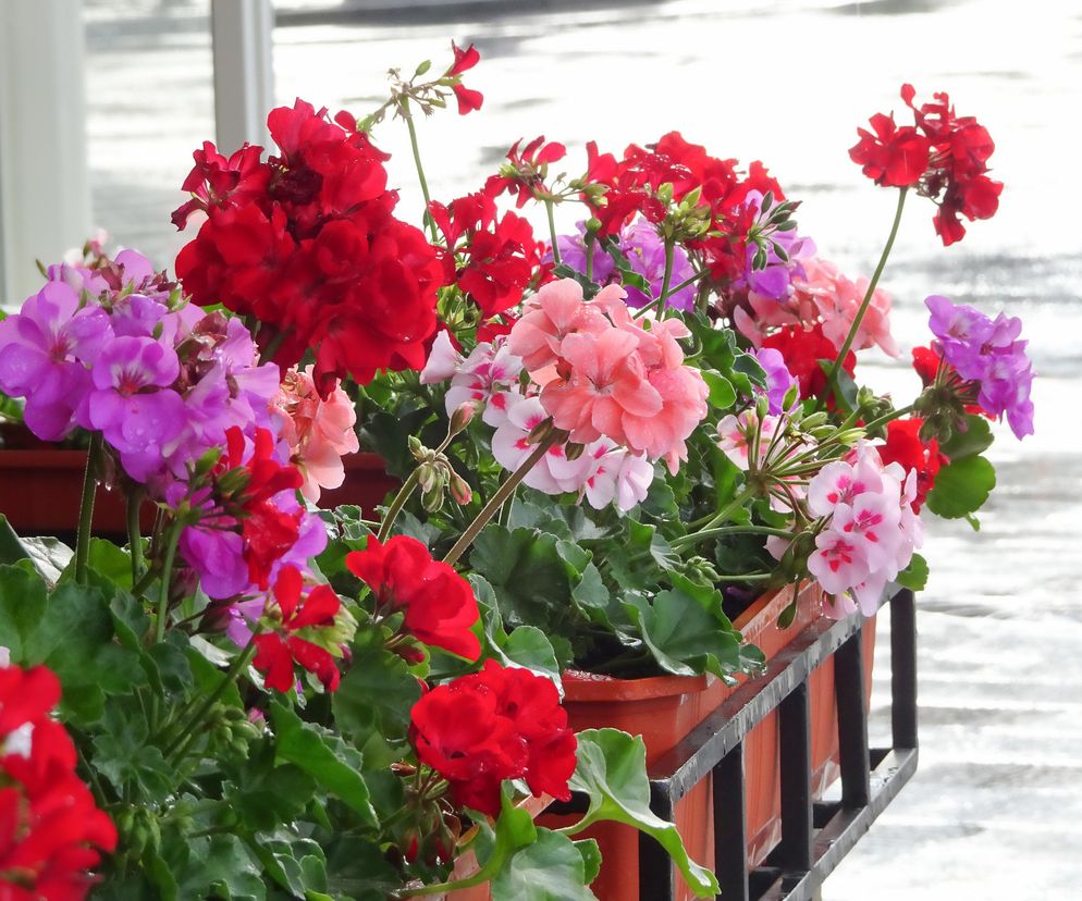 Pelargonie na balkonie