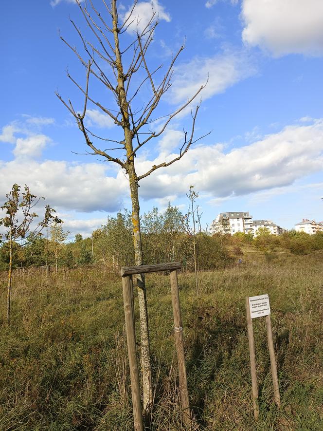 Gaj Matek i Ojców w Gdańsku zaniedbany. Miał być symboliczny park, są uschnięte drzewa i wysoka trawa