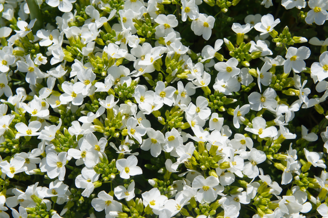 Gęsiówka kaukaska