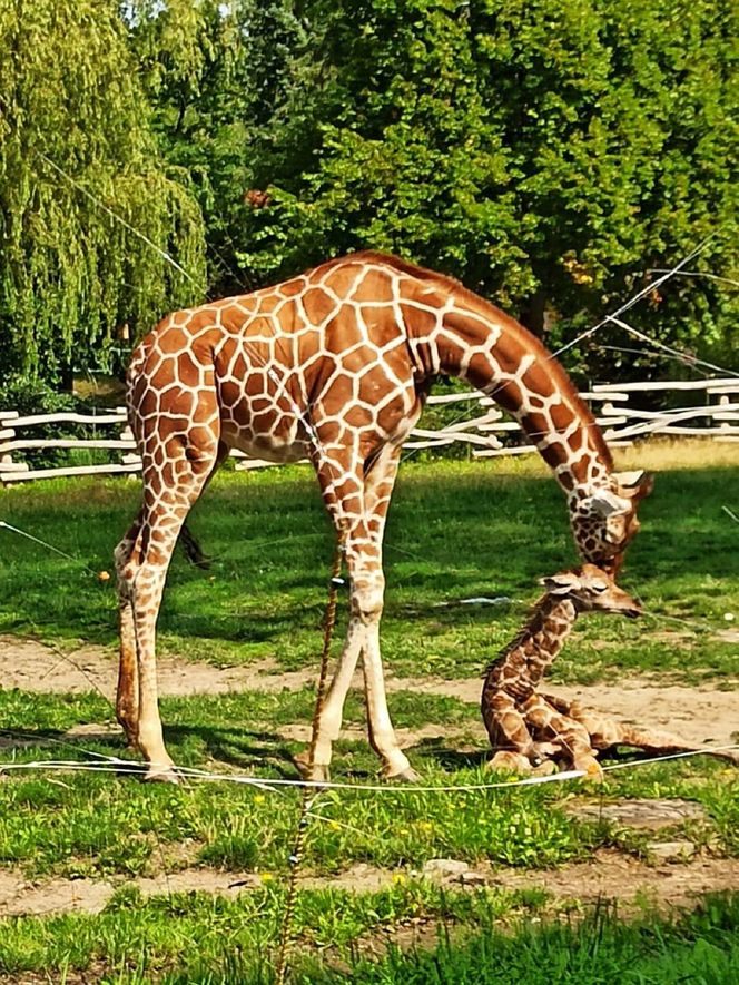Nowy mieszkaniec Śląskiego ZOO czeka na imię. Jak będzie się nazywać mała żyrafa? Głosowanie już trwa