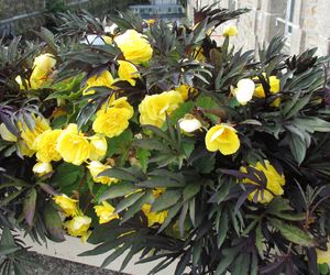 Begonia bulwiasta - królowa zacienionych zakątków