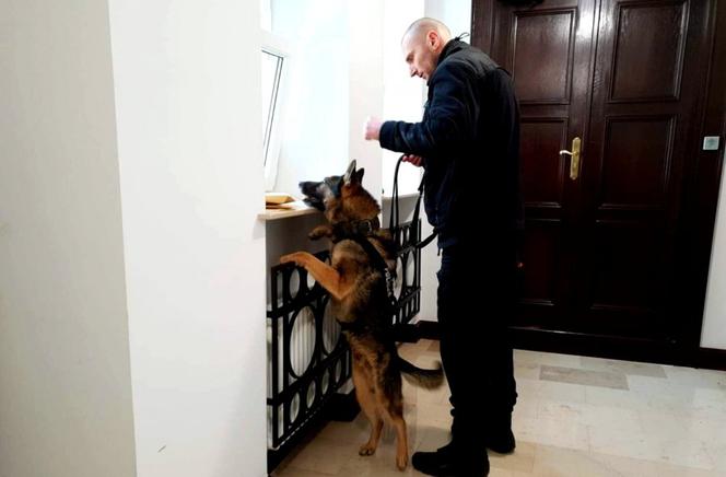 Szkolenie policyjnych psów służbowych w Sądzie Apelacyjnym w Białymstoku