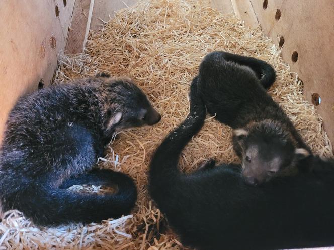 Baby book w łódzim ZOO. Poznajcie nowych, wyjątkowych lokatorów [ZDJĘCIA] 