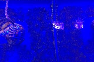 Tę atrakcję w bydgoskim zoo w Myślęcinku łatwo przegapić