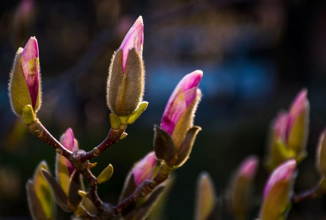 Brak pąków kwiatowych na magnolii [Porada eksperta]